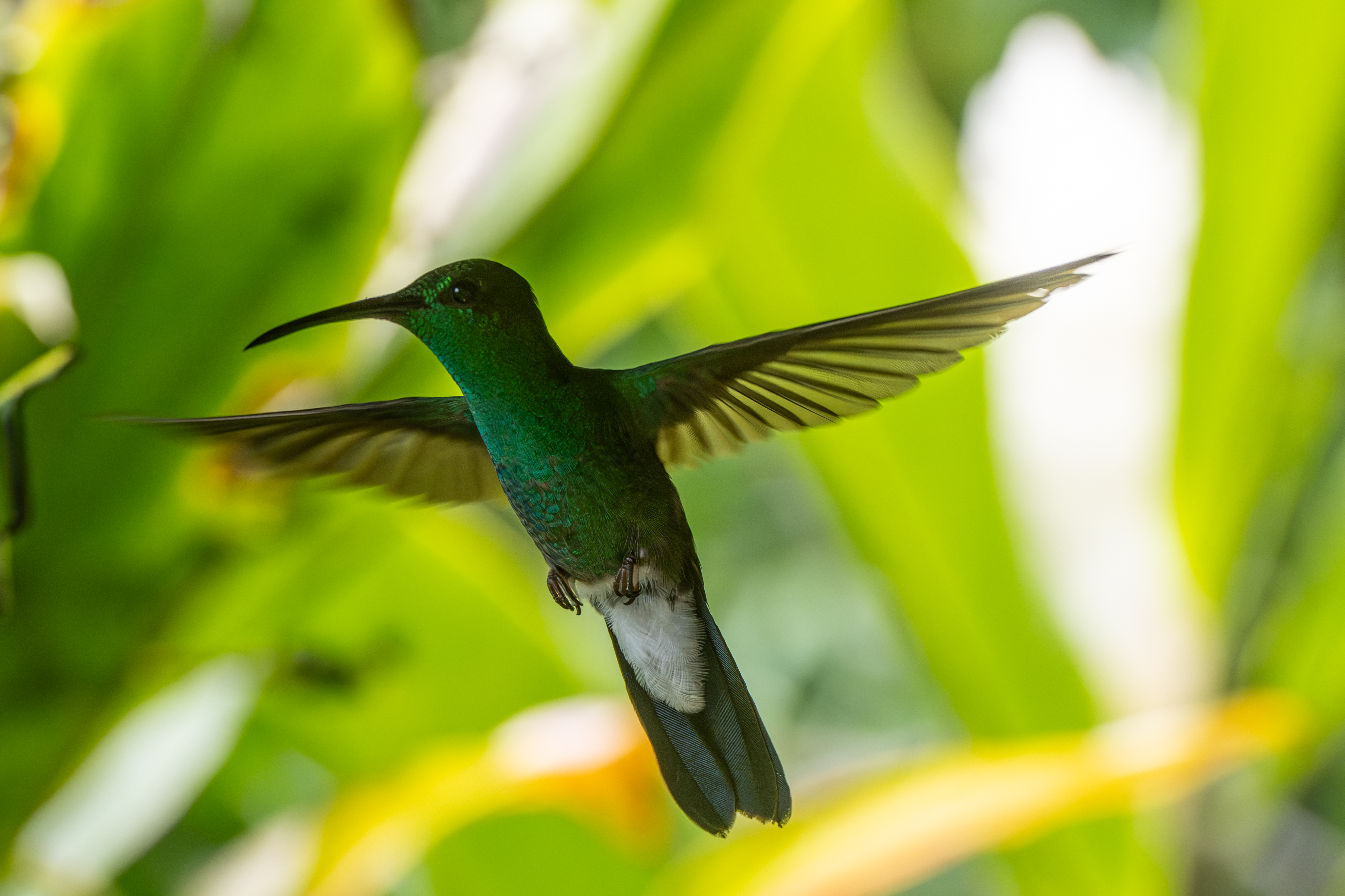 Bird in Flight