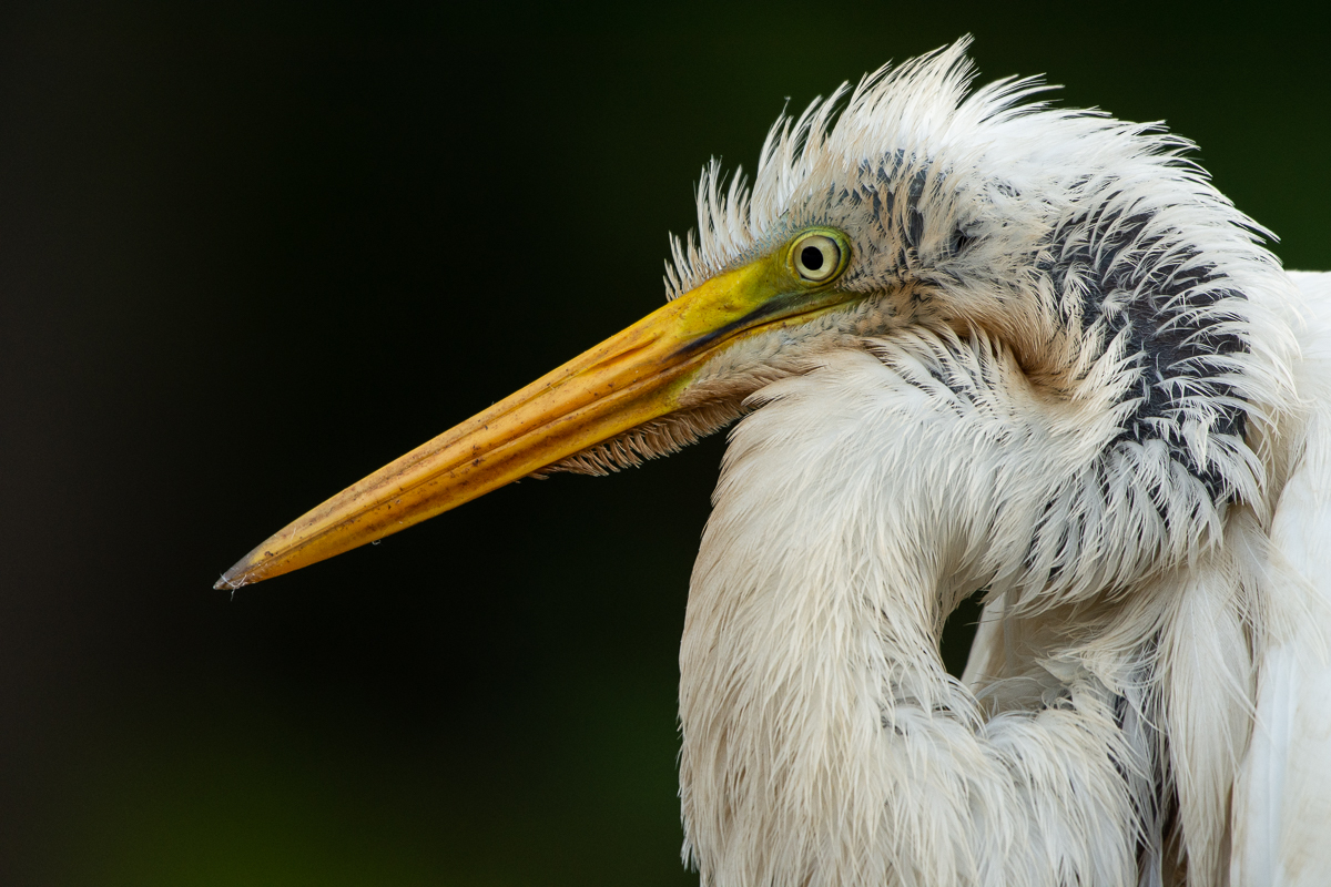 Great Egret | Details in Encounter